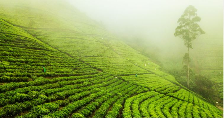 Tea Plantations in Sri Lanka